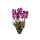 Pembe Orkide